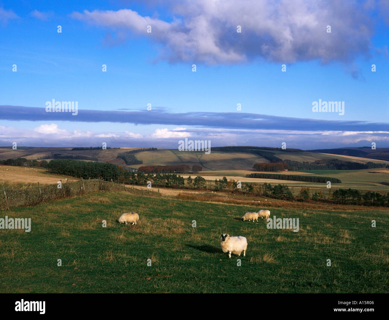dh Scottish Tiefland LAMMERMUIR LOTHIAN Schafe Herde Moorland Landwirtschaft Tal Gemeindefelder schottland Landschaft grenzt an Hügel Stockfoto