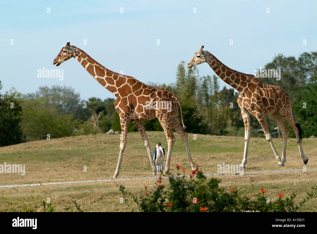 Giraffe Stockfoto