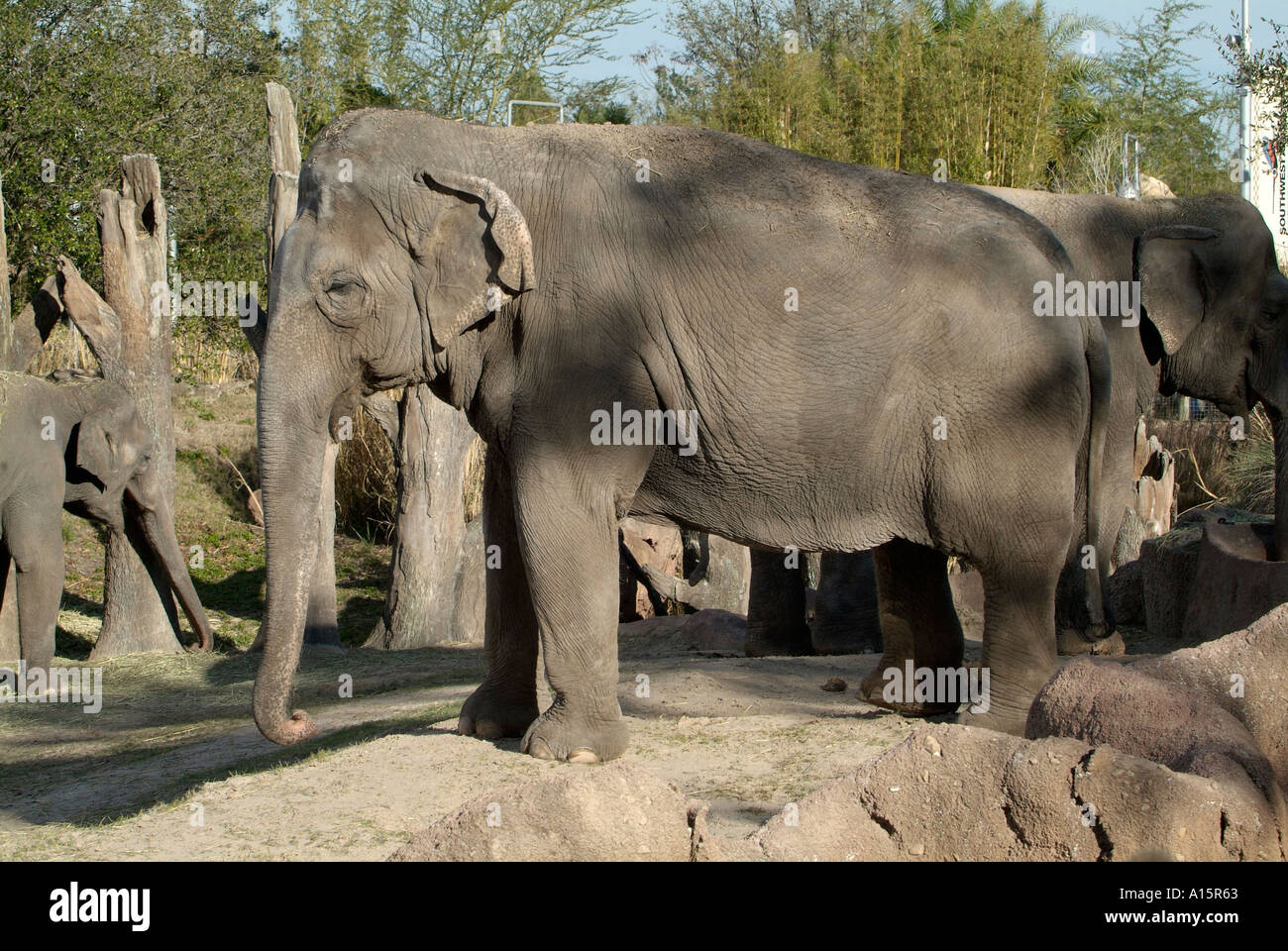 Elefant Stockfoto