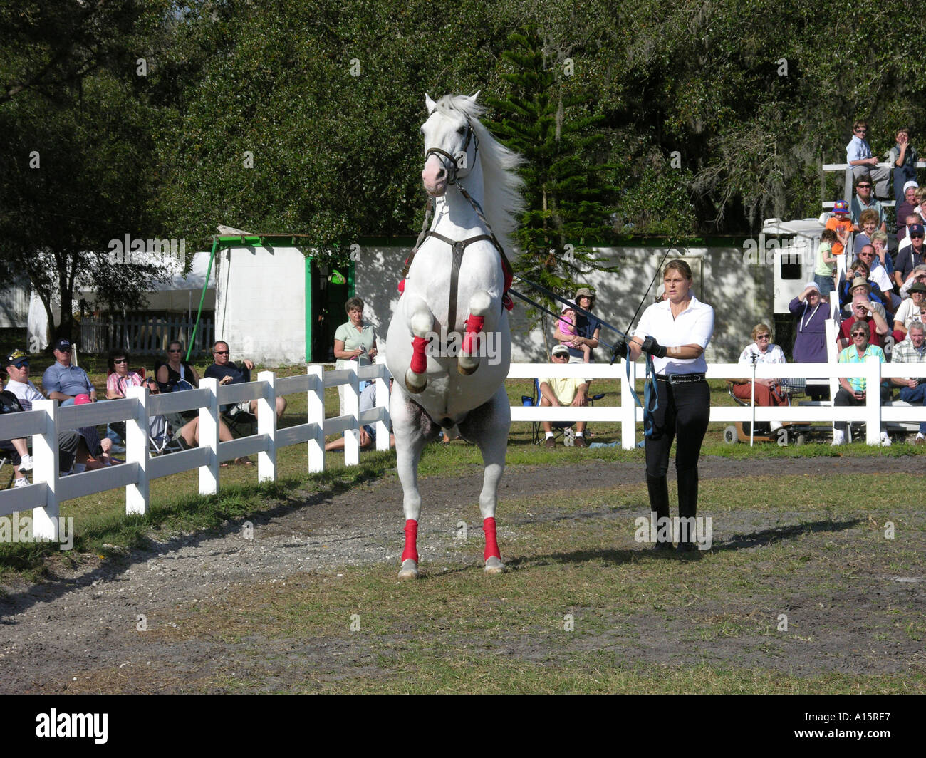 Winterquartier und Ausbildungsstätte der Lippizzan Hengste Österreich an Mayaka Stadt Florida setzen auf kostenlose Show für Publikum Stockfoto