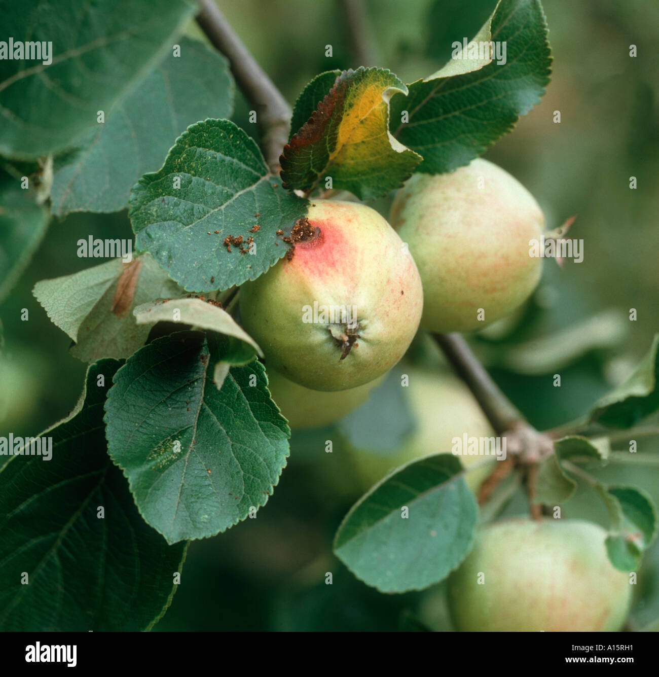 Beenden Sie Loch Apfelwickler Cydia Pomonella Raupe junge Apfelfrucht Stockfoto