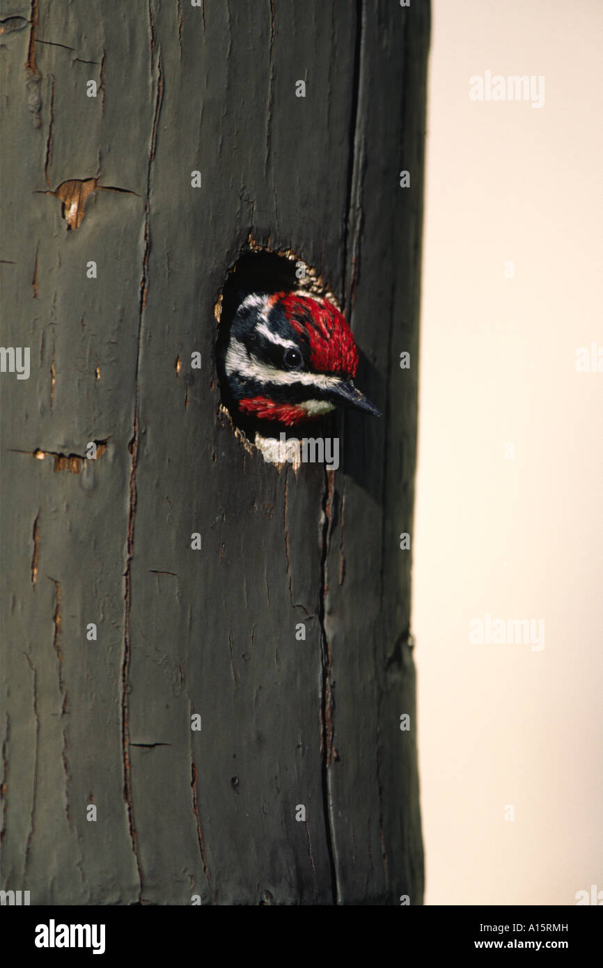 Sapsucker rote Himalaja-Sphyrapicus Nuchalis Frauenkopf aus Verschachtelung Loch Stockfoto