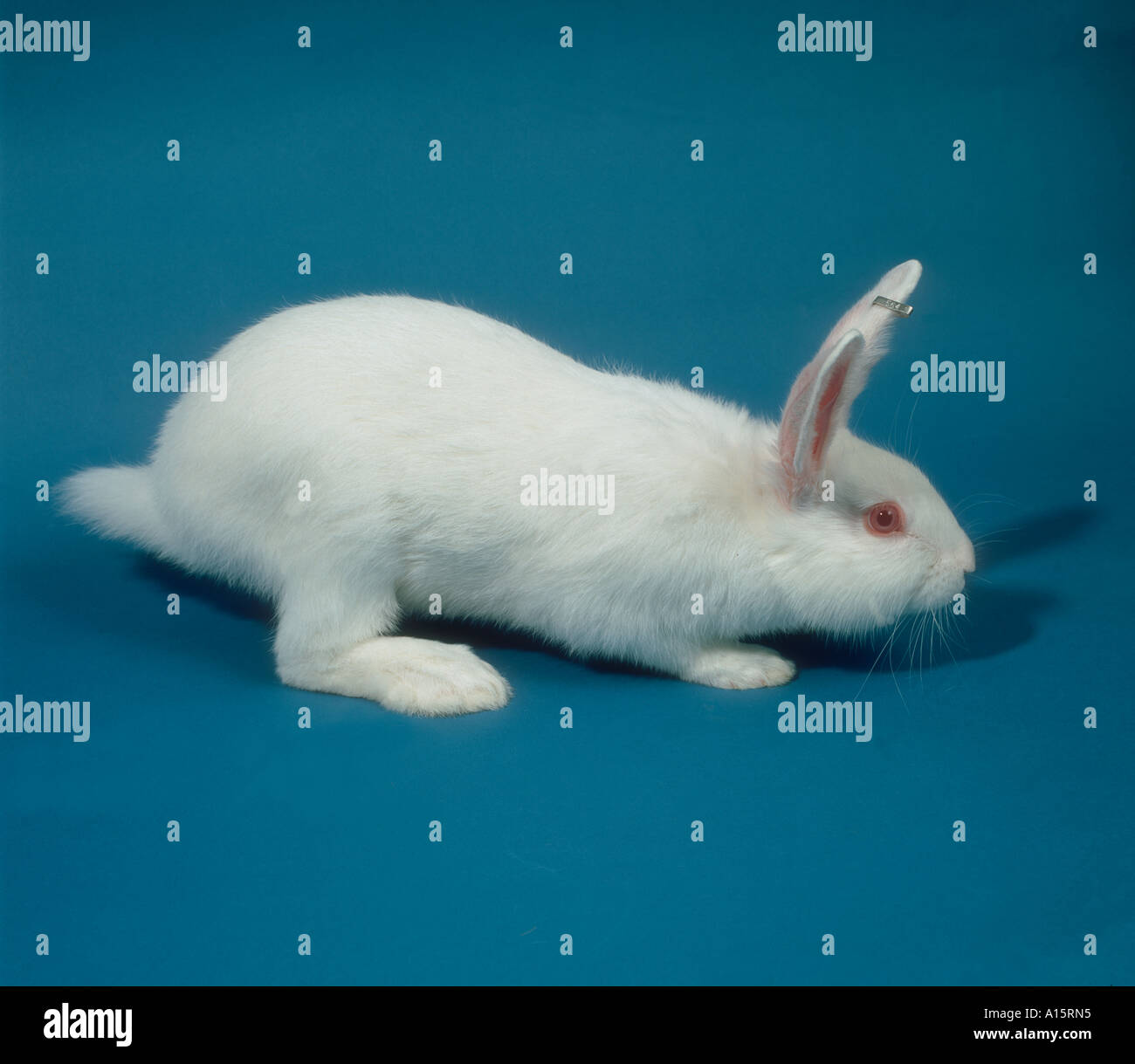 Ein weißer Labor Forschung Kaninchen züchten New Zealand White Stockfoto
