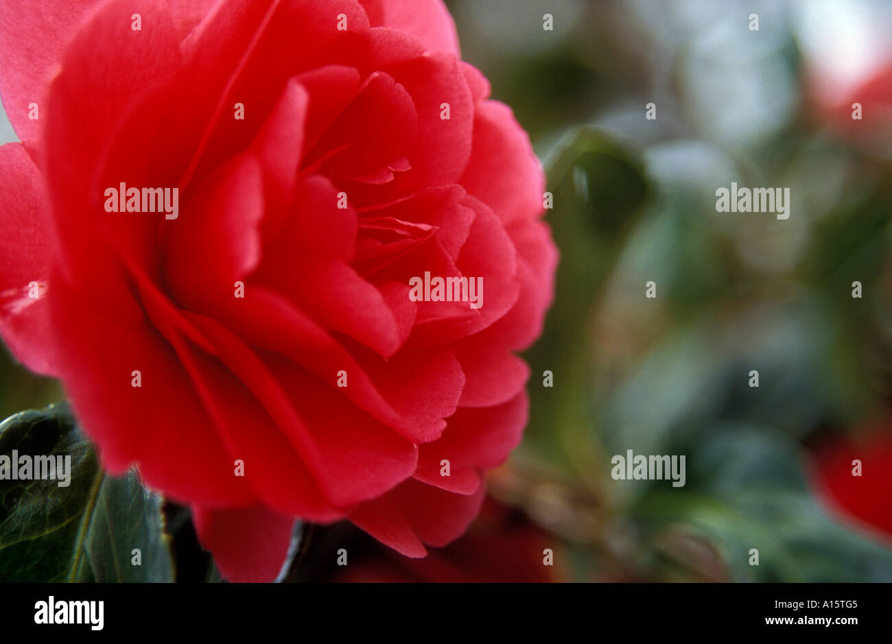 Camellia Japonica ANNA M PAGE Stockfoto