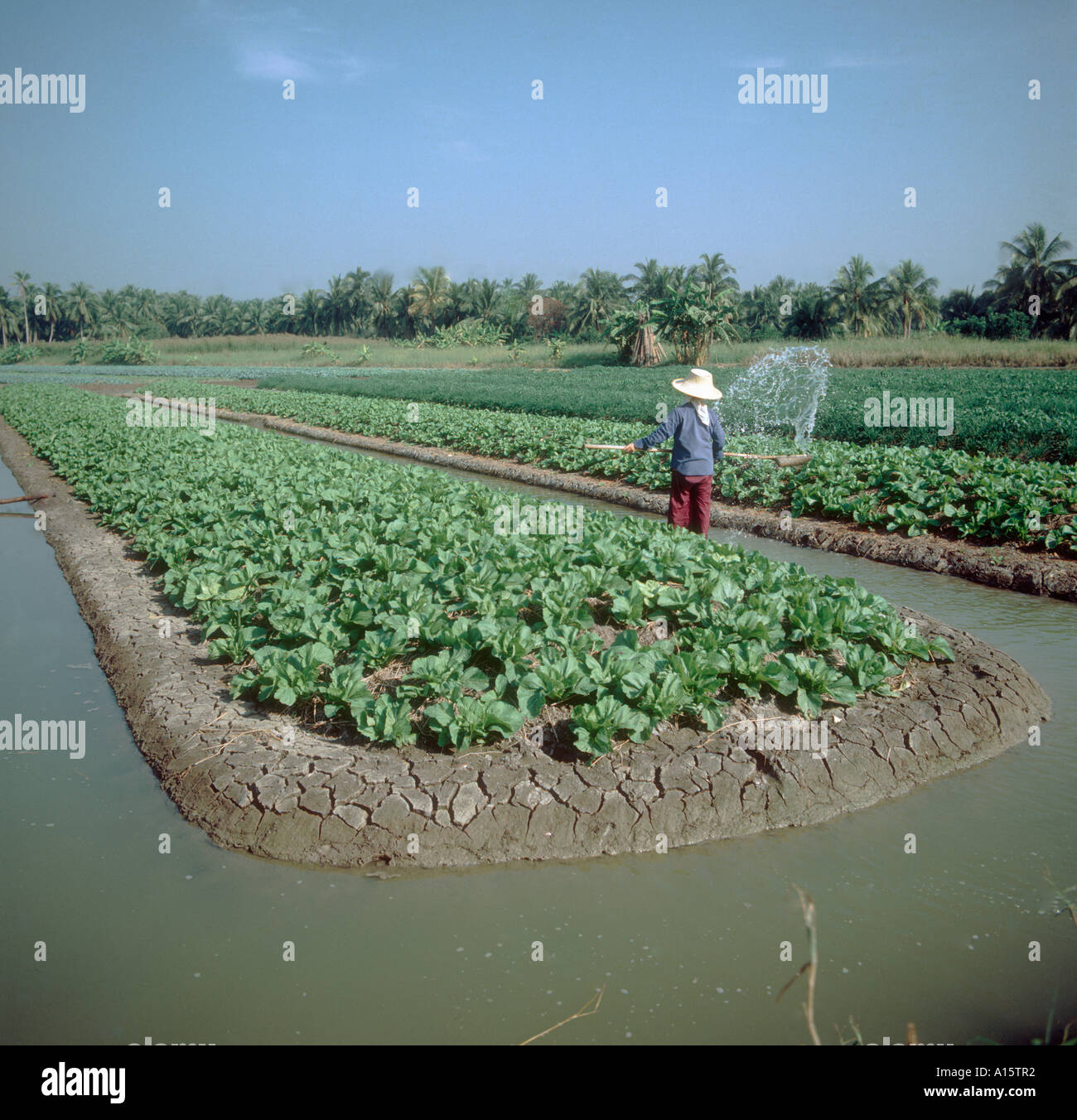 Mädchen Bewässerung Chinakohl Ernte in Insel Gemüse Bett in das zentrale Tiefland von Thailand Stockfoto