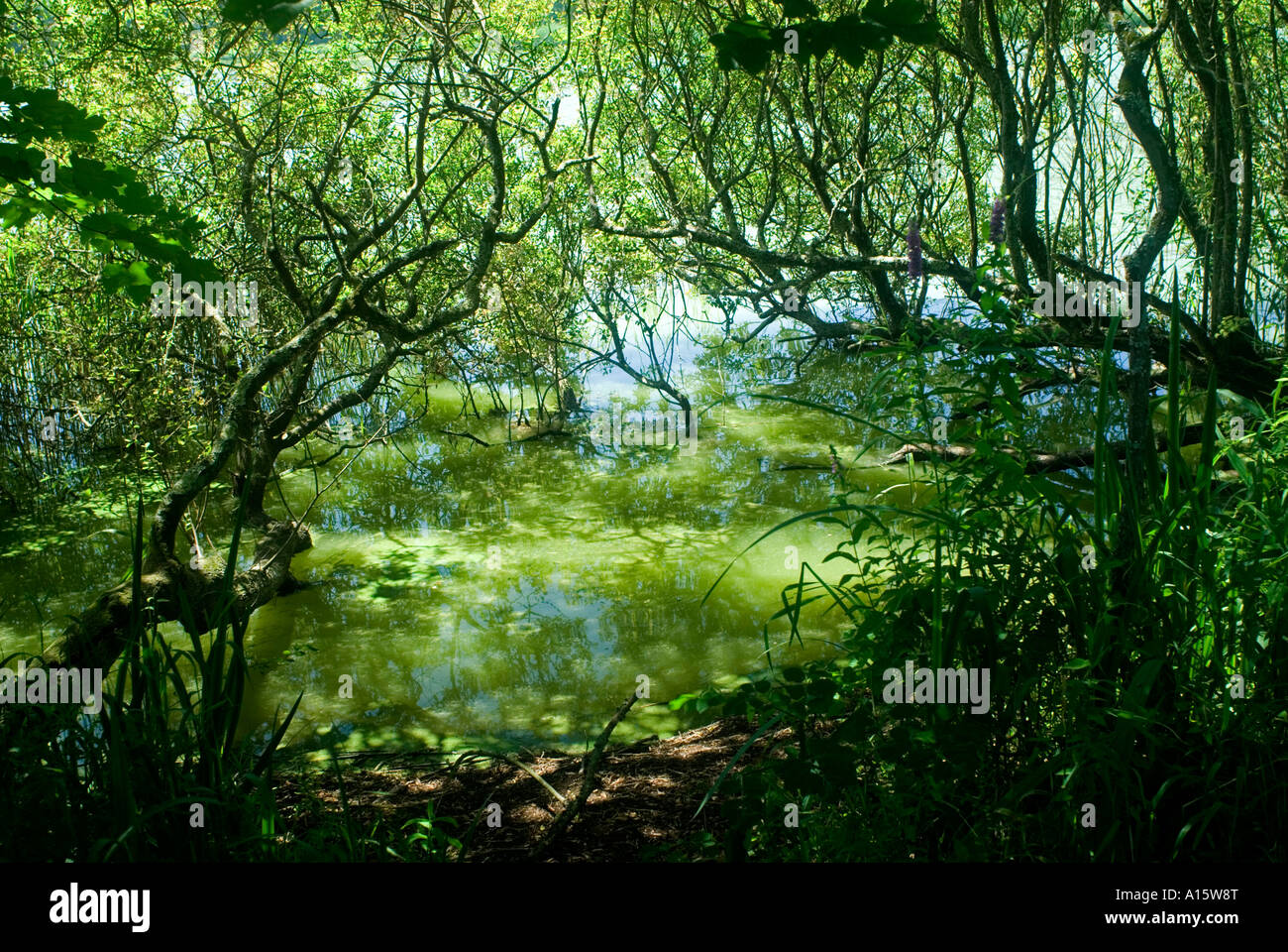 Reed-Sumpf. Rand des Röhricht an Slapton Ley National Nature Reserve Devon England Stockfoto