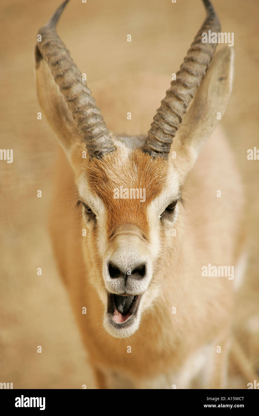 Dama Gazelle namens auch Addra Gazelle oder Mhorr Gazelle (Nanger dama) zu lachen Stockfoto