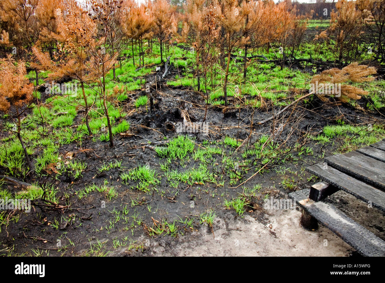 Heide Feuer 2006 Thursley gemeinsamen National Nature Reserve, Surrey, England Stockfoto