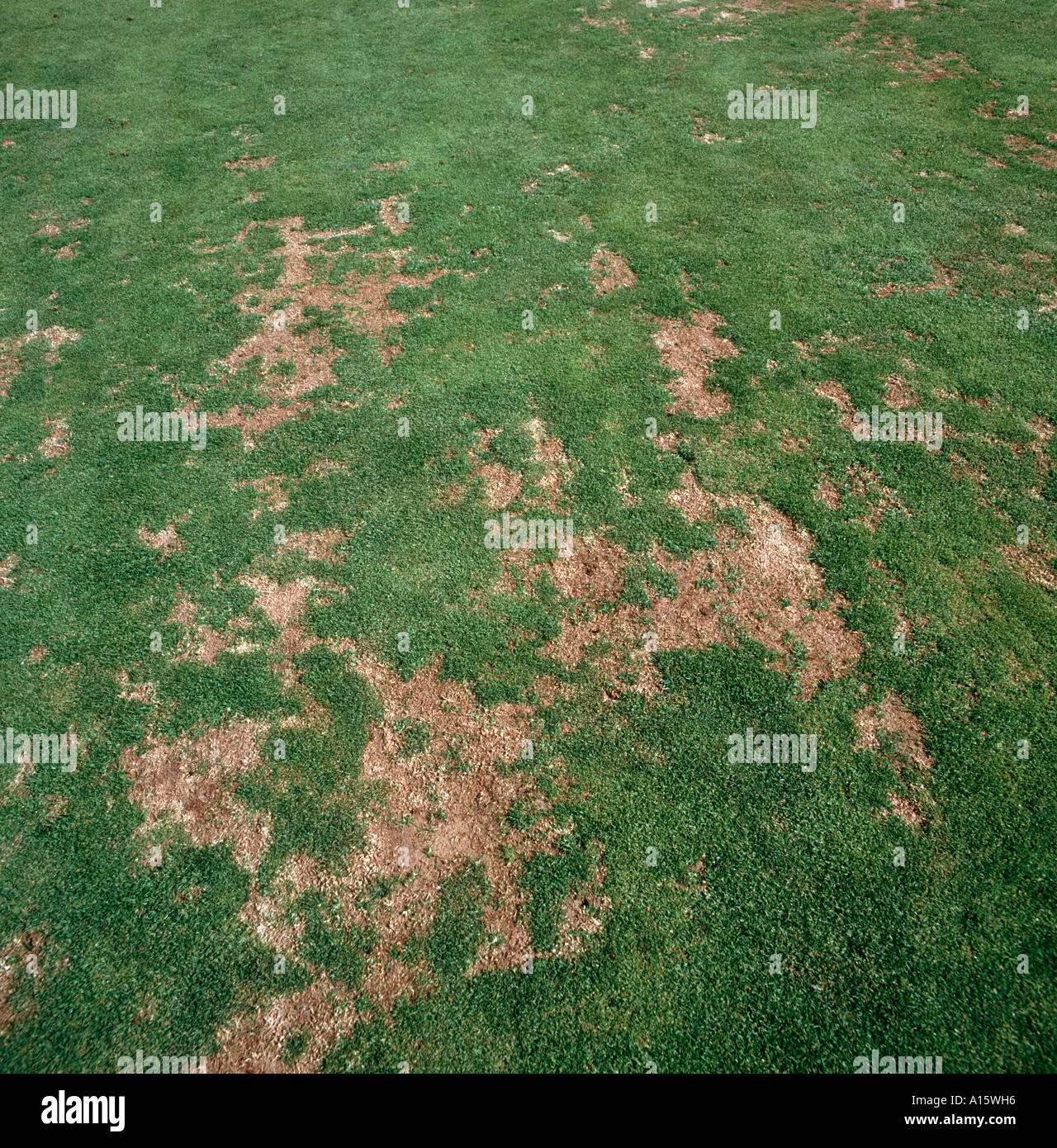 Nehmen Sie alle Gaeumannomyces Graminis Patches in Bowling Green Rasen Stockfoto