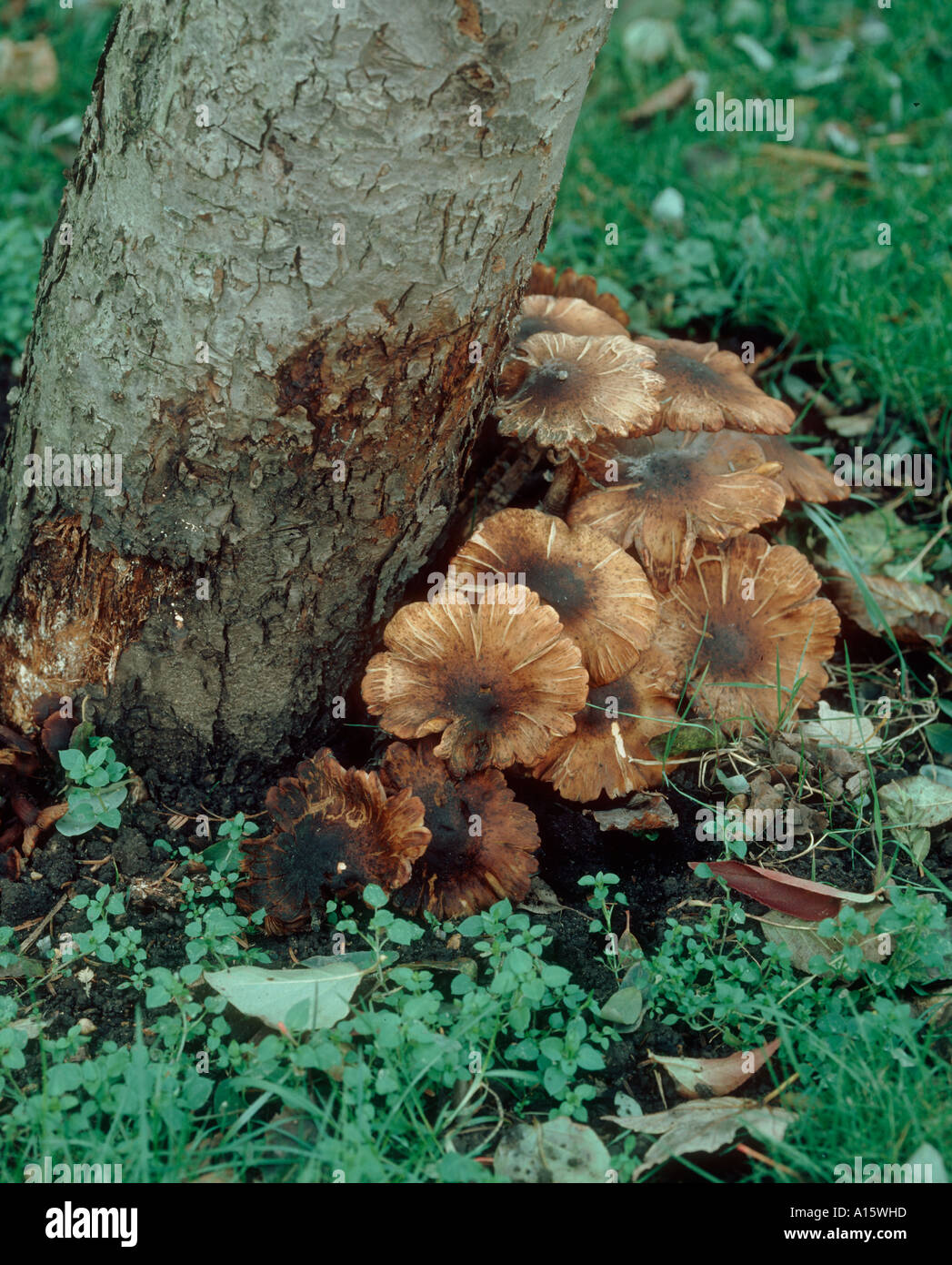 Honig-Pilz Armillaria Mellea Fruchtkörper am Fuße des alten Apfelbaum Stockfoto