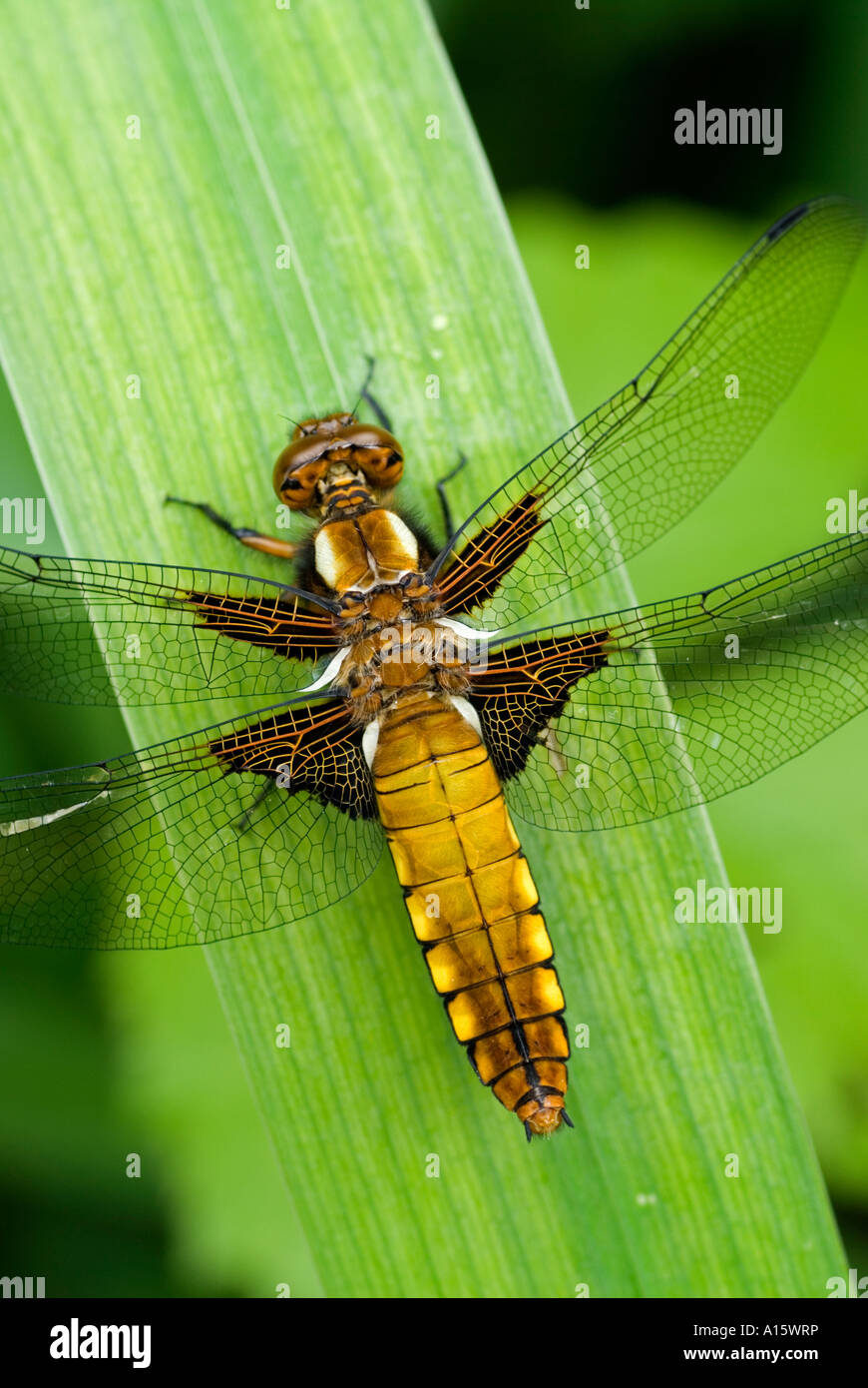 Breite Bodied Chaser Libelle (Libellula Depressa) weiblich Stockfoto