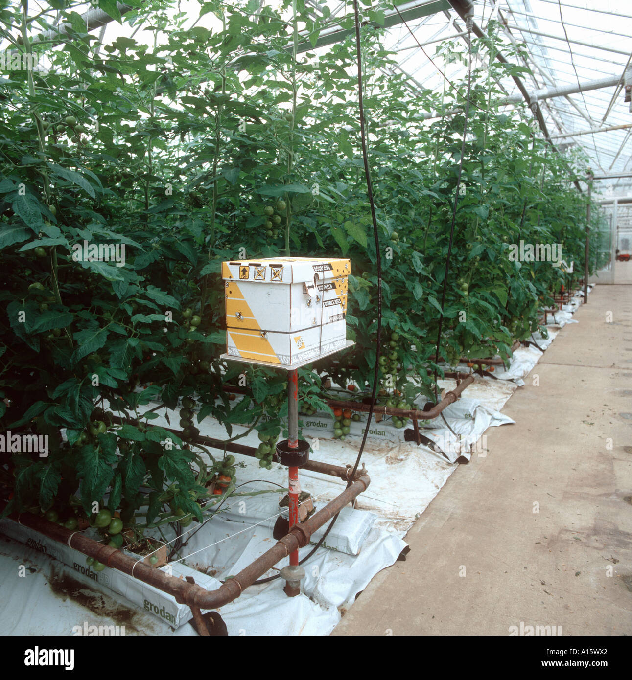 Hummel-Box Bombus Terrestris im kommerziellen Tomaten Gewächshaus Stockfoto