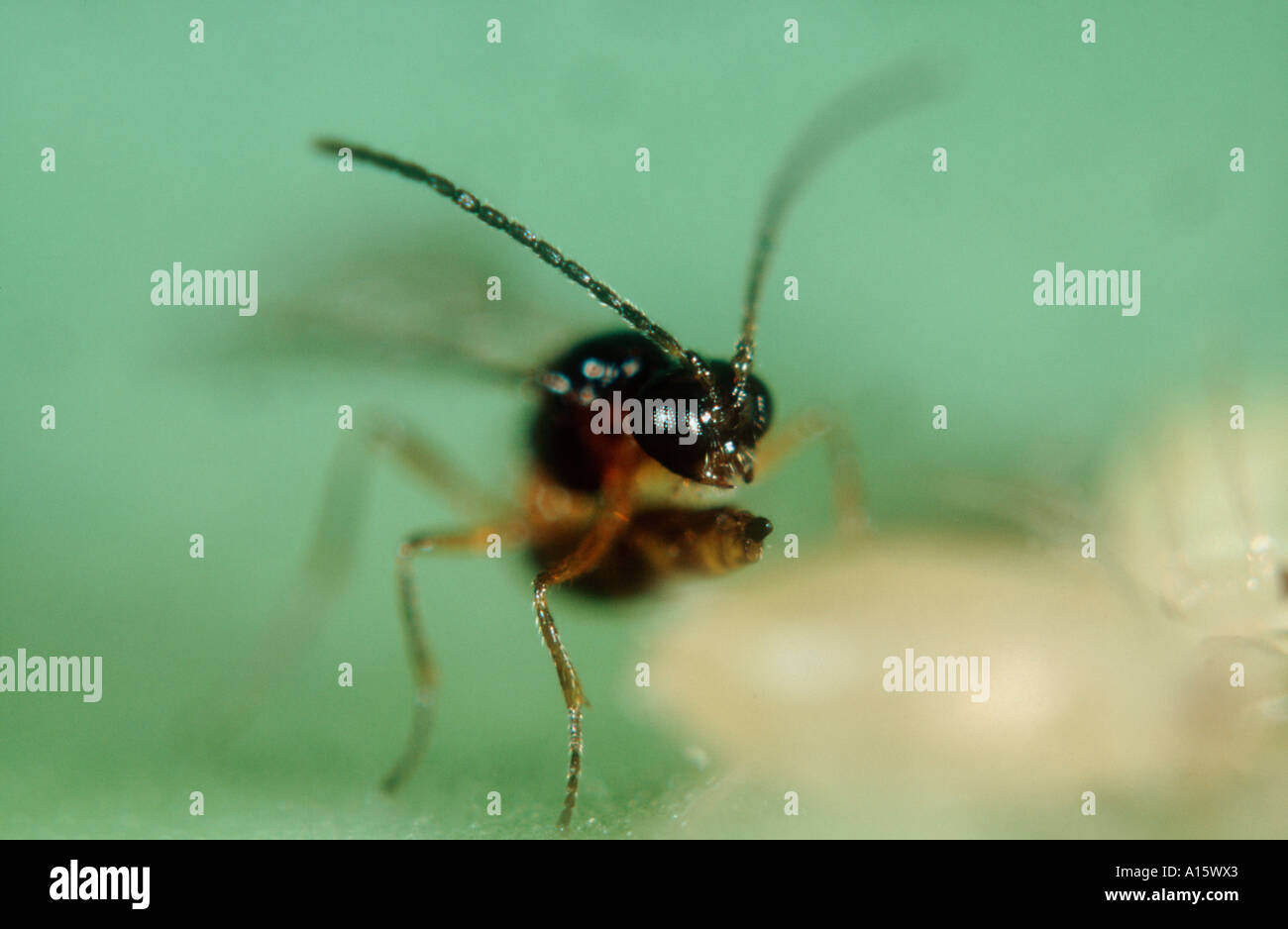 Blattlaus s eye Ansicht eines parasitoiden Wespen Aphidius Spp zu ihrer Eiablage Stockfoto