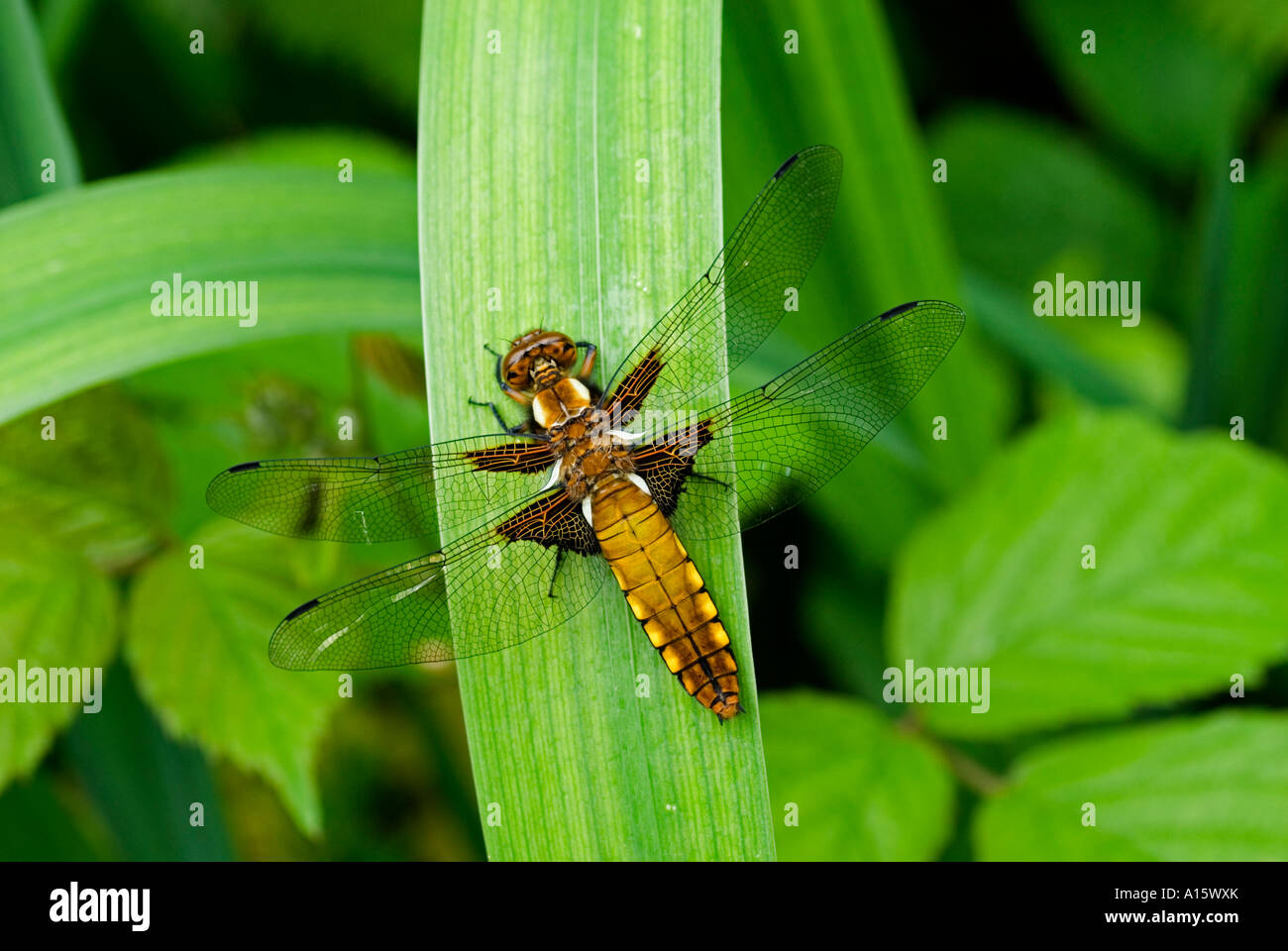 Breite Bodied Chaser Libelle (Libellula Depressa) weiblich Stockfoto