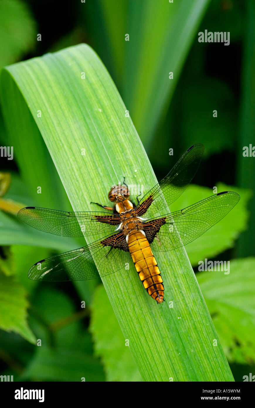 Breite Bodied Chaser Libelle (Libellula Depressa) weiblich Stockfoto