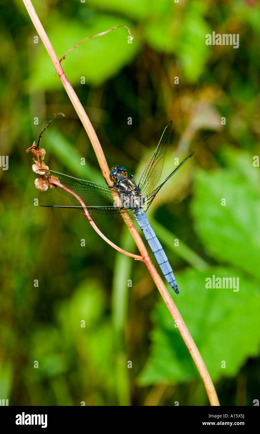 Gekielte Abstreicheisen Libelle (Orthetrum Coerulescens) männlich Stockfoto