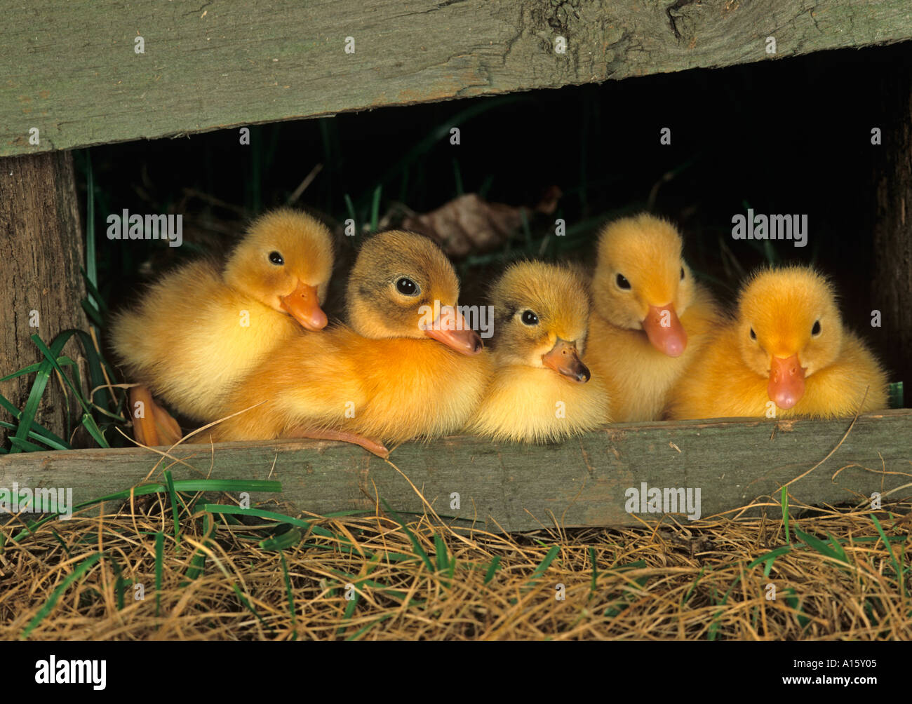 Neu geschlüpfte Entchen in Holzschuppen Stockfoto