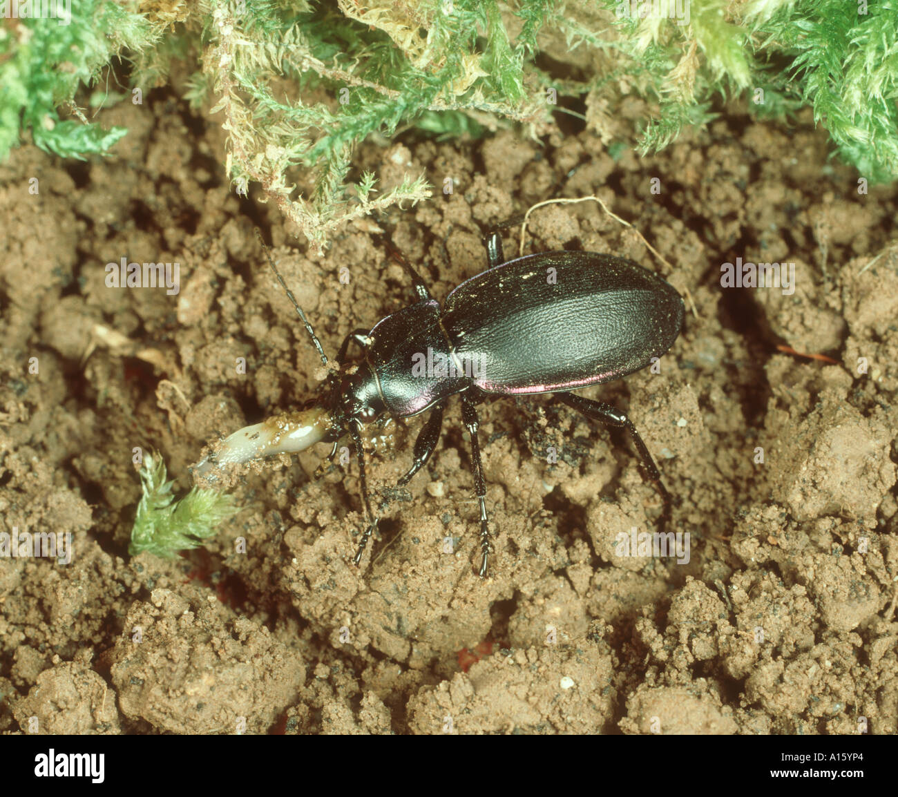 Violetscher Grobkäfer oder Regenkäfer (Carabus violaceus), die sich von einer Schnecke ernähren ein bodenaktiver Schädling, Devon, Juni Stockfoto