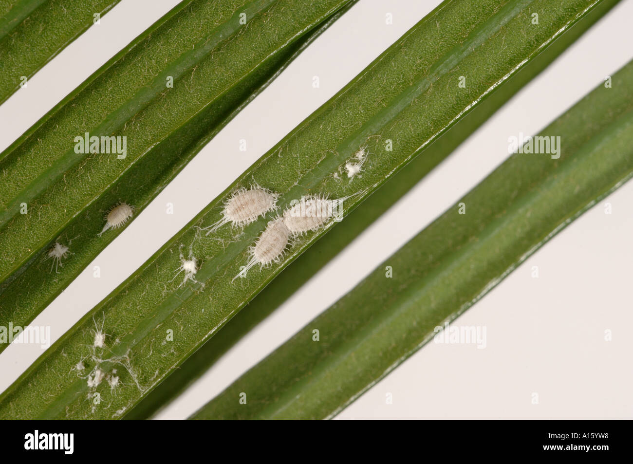 Lange tailed Schmierlaus Pseudococcus Longispinus Erwachsene auf Palmwedel Stockfoto