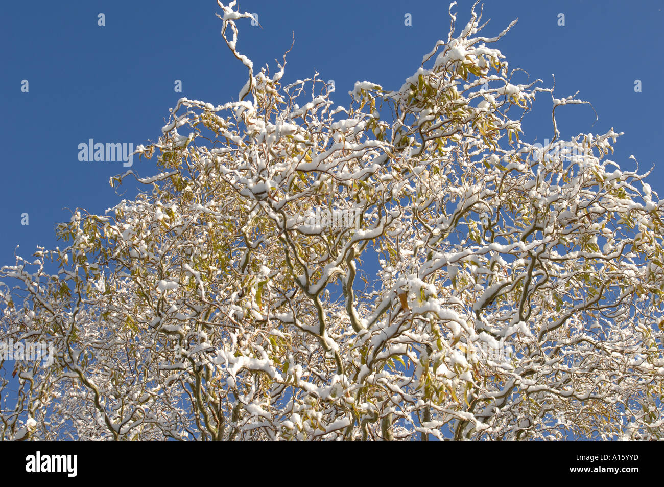 Verzerrte Weidenruten und Herbstlaub mit Schneedecke gegen blauen Himmel Stockfoto