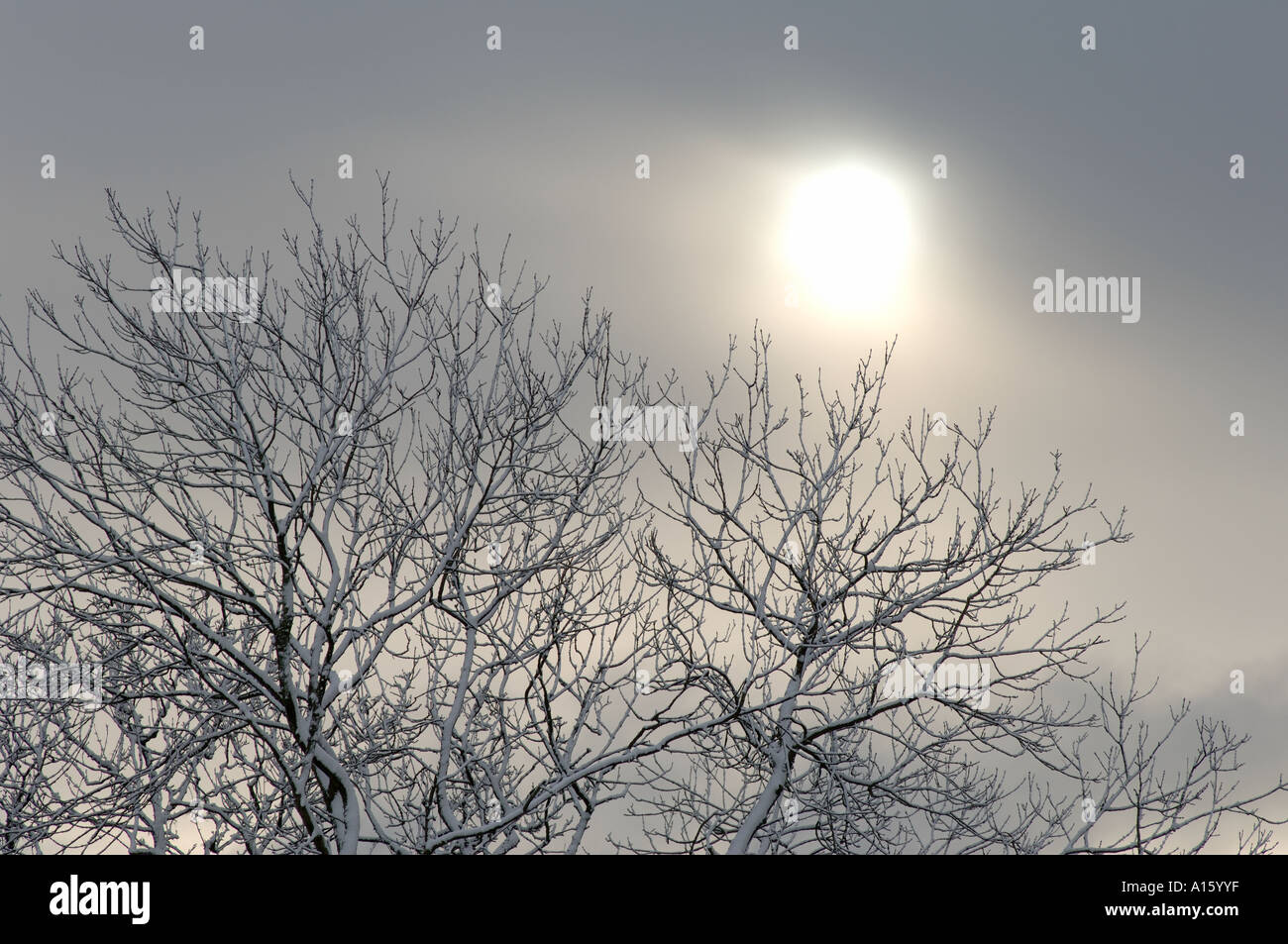 Esche Äste mit Schnee gegen einen grauen Himmel und schwachen Wintersonne Stockfoto