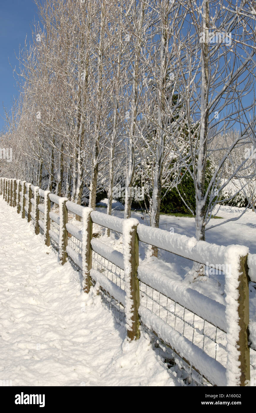 Pappel-Windschutz und Holzschaft Zaun in heller Sonne nach einer schweren Schnee-Dusche Stockfoto