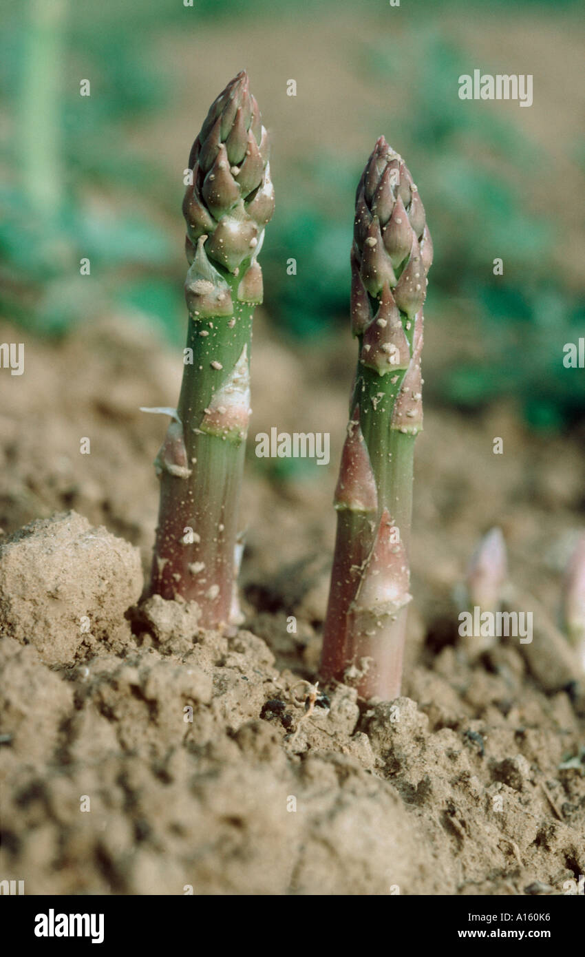 Spargel schießt entstehen bei der Ernte Stockfoto