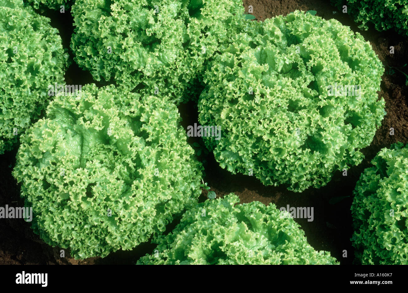 Reifen Sie, Kopfsalat Vielzahl Lollo Biondo Pflanzenbau Stockfoto