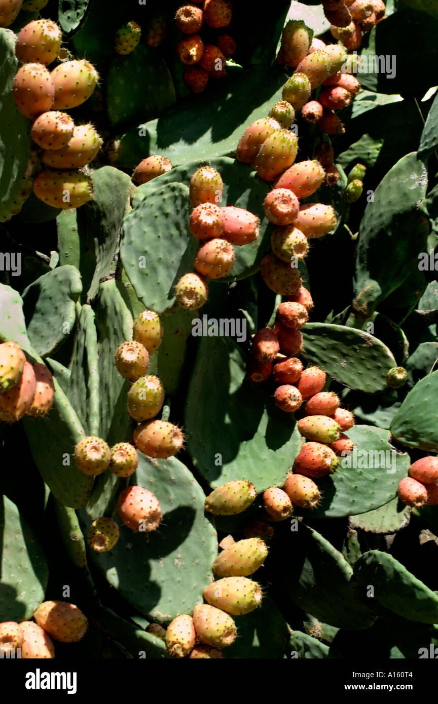 Sizilien Italien Kaktus Baum Italienisch Stockfotografie - Alamy