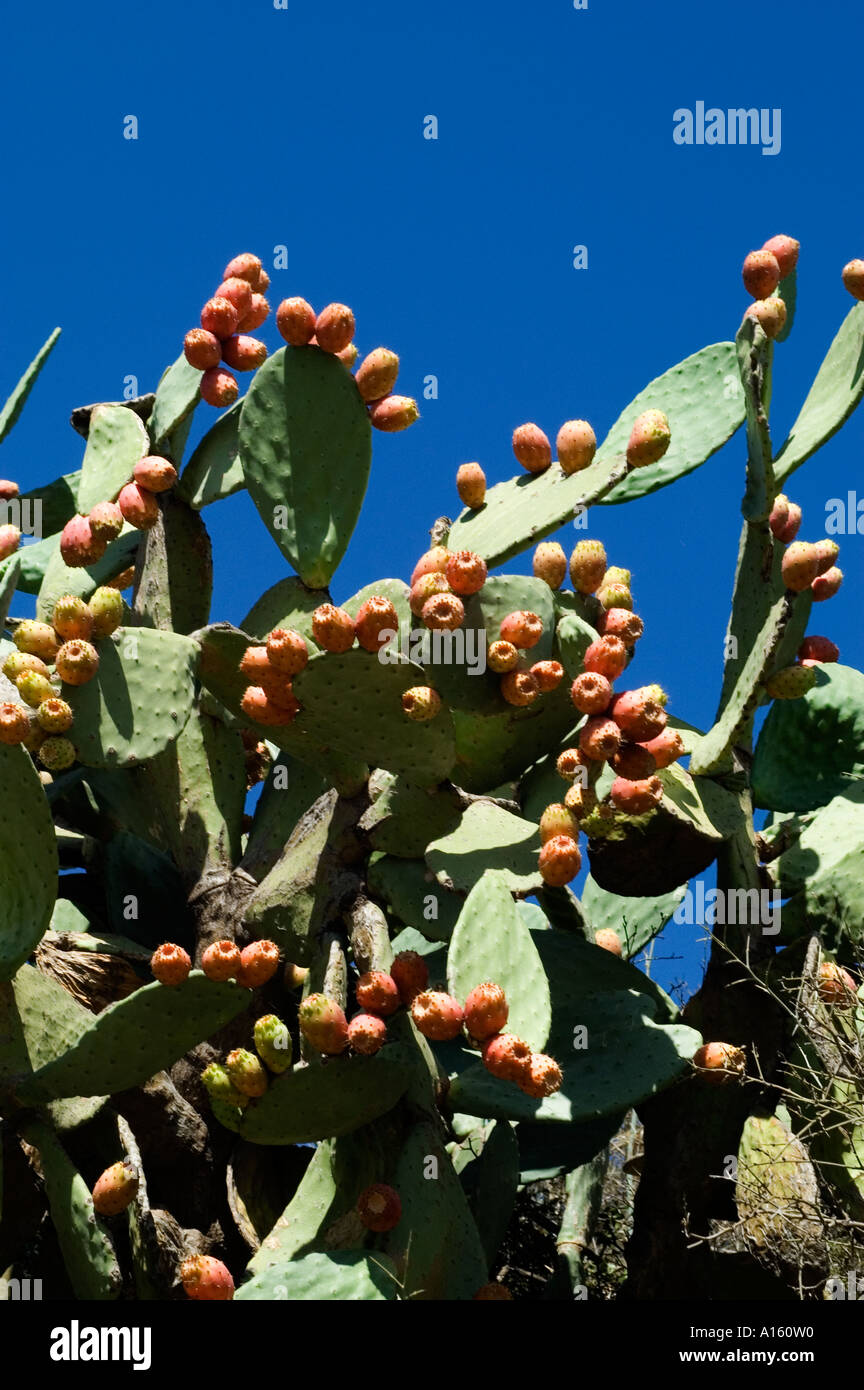 Sizilien Italien Kaktus Baum Italienisch Stockfotografie - Alamy