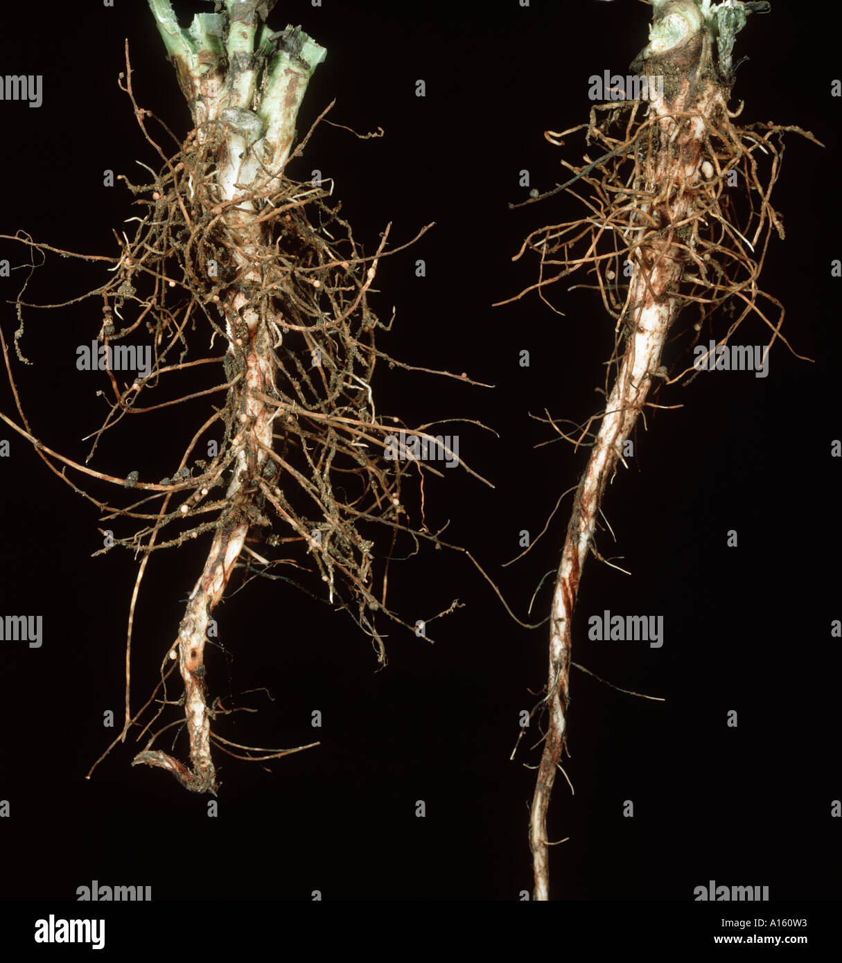 PEA Bean Rüsselkäfer Sitona Lineatus Schäden an Vicia Bohne Wurzelknöllchen Stockfoto