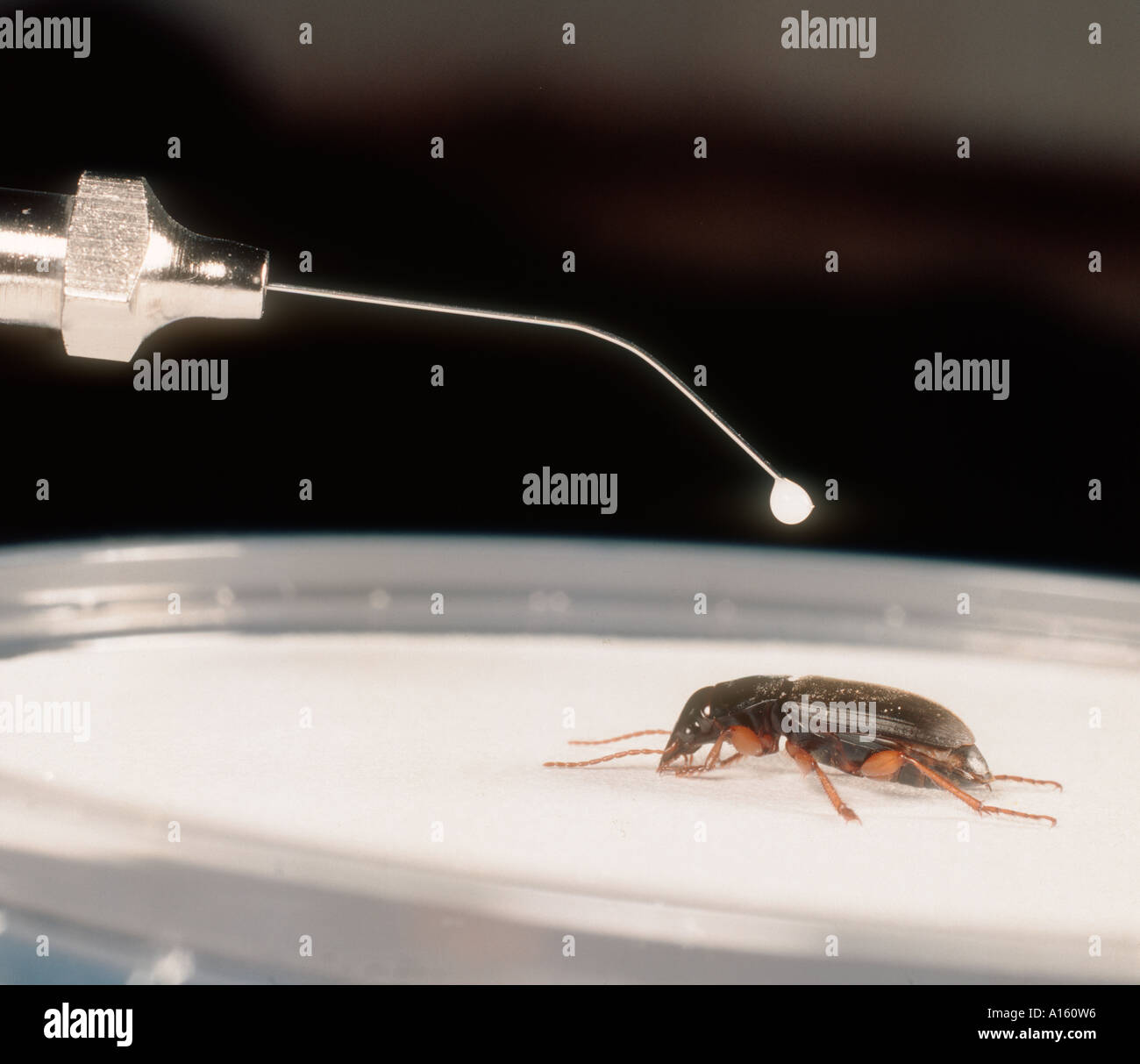 Mikro-Applikator Prüfung Wirkungen von Pestiziden auf einen Käfer Stockfoto