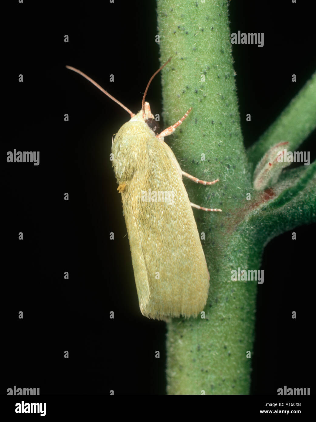 Stachelige Bollworm Earias Insulana Moth auf als Baumwollpflanze Stockfoto