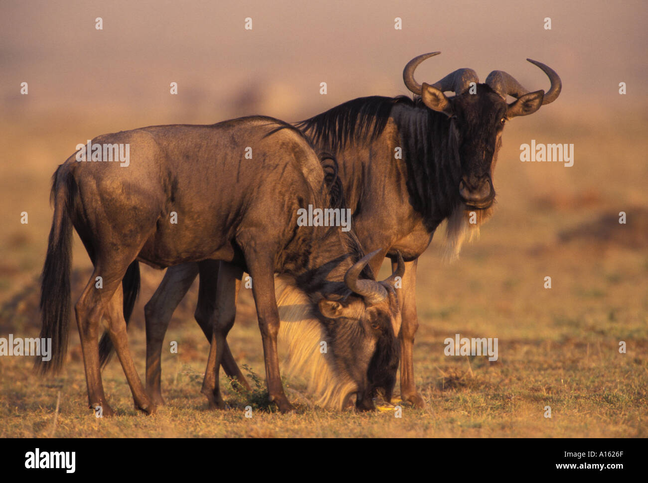 Säugetier Wildebeeste oder Gnu Connochaetes Taurinus Masai Mara Game Reserve Kenia in Ostafrika Stockfoto
