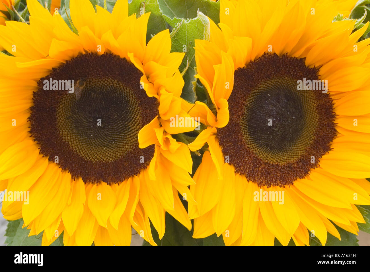 Sonnenblumen hautnah Helianthus annuus Stockfoto
