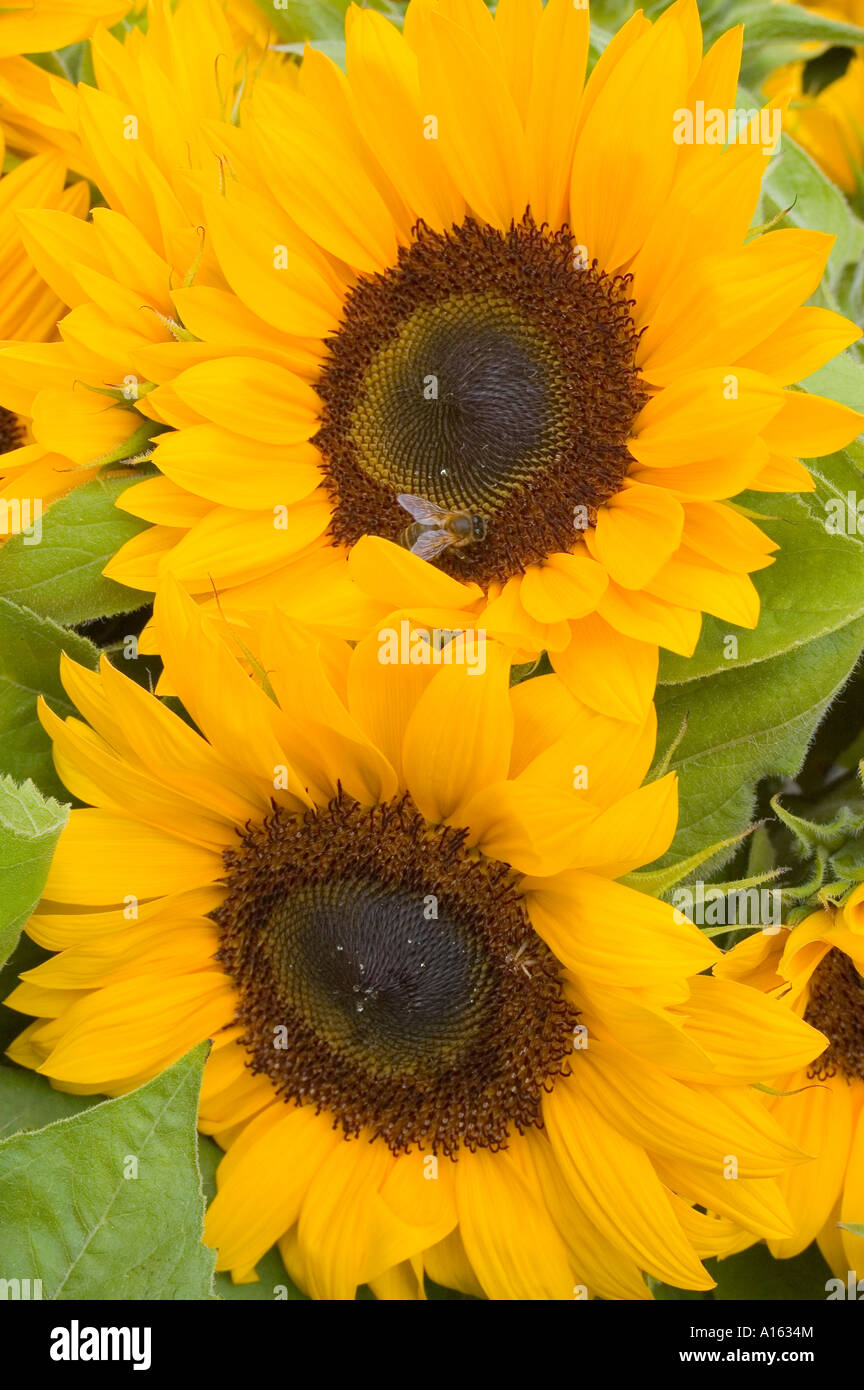 Zwei Sonnenblumen hautnah Helianthus annuus Stockfoto