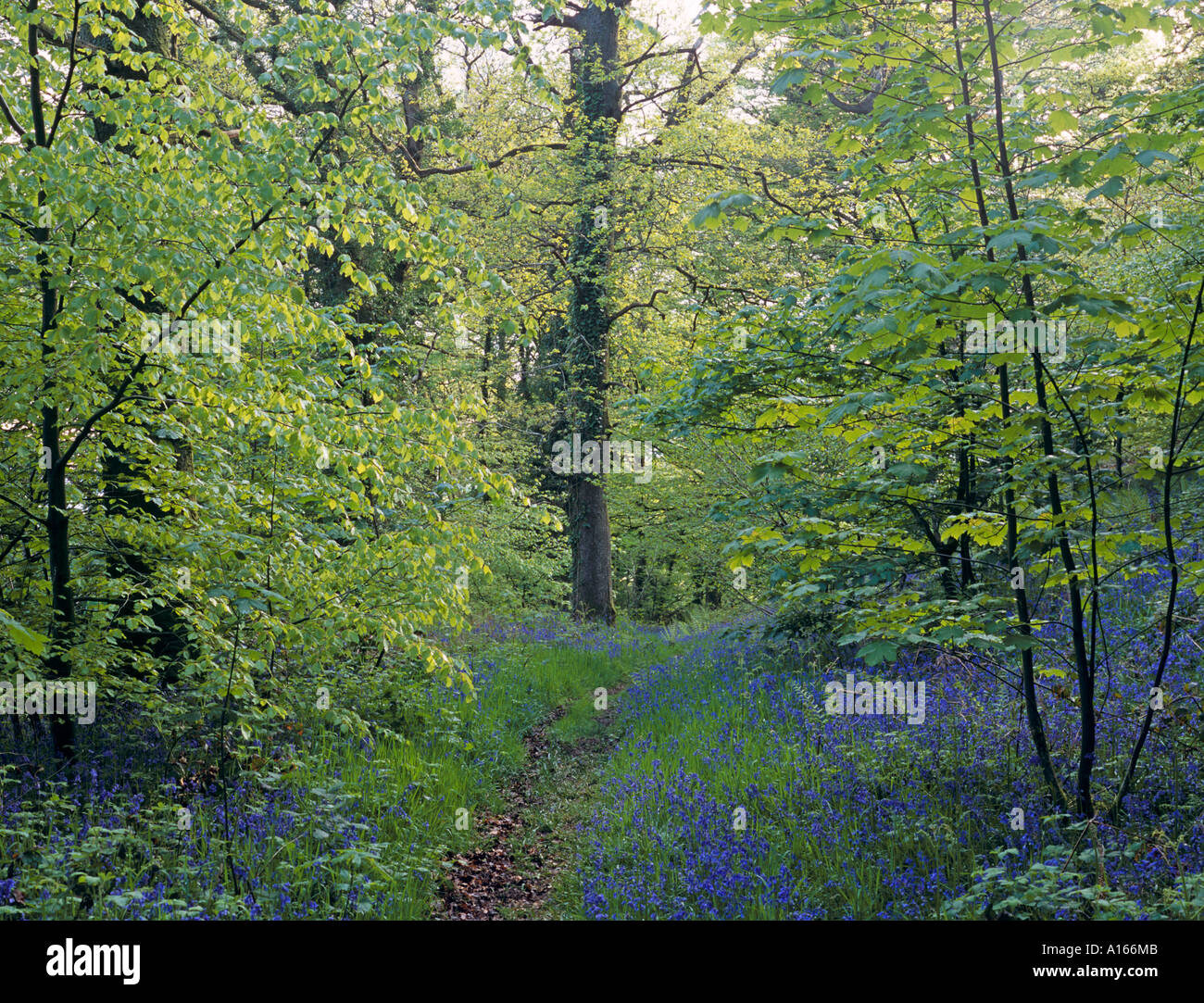 Frühling-Oakwood mit frischen Blätter Snowdonia National Park North Wales UK Stockfoto