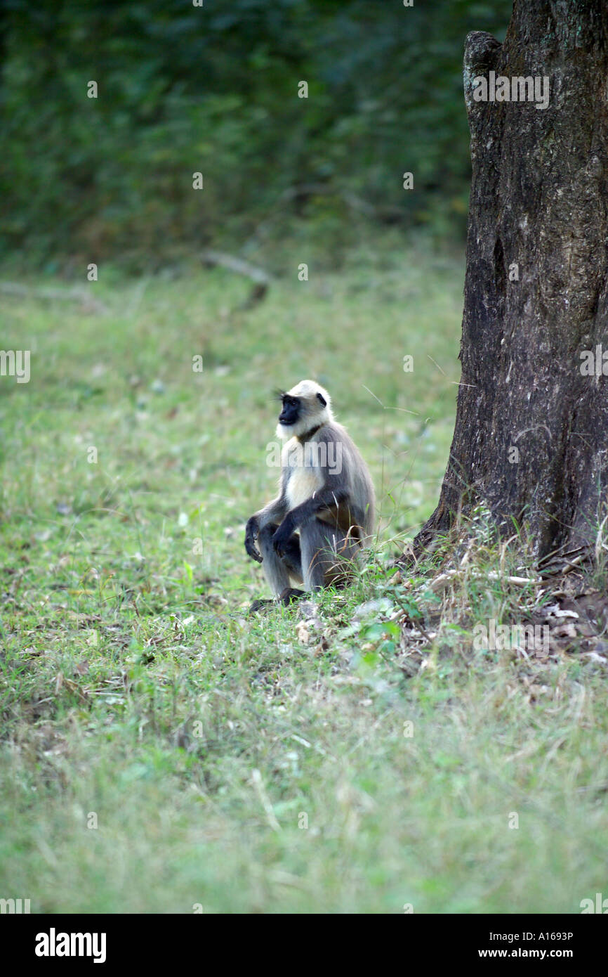 Graue Languren Affen, Mysore, Südindien. Stockfoto