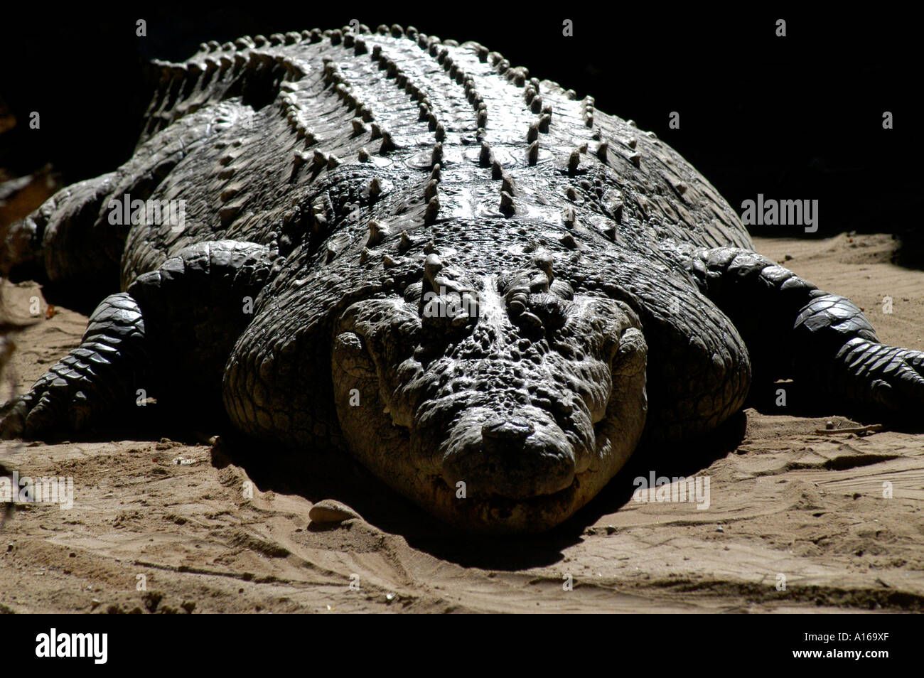 Afrikanische Krokodil Crocodylus Safari in Südafrika Stockfoto