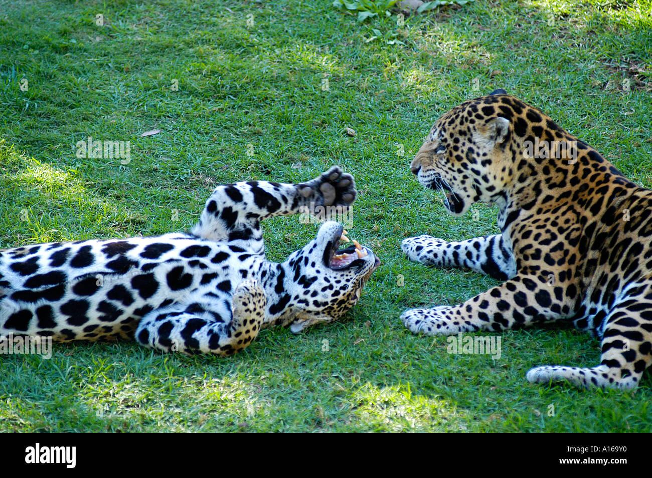 Leopard Baby jungen Cub Südafrika afrikanische Wildkatze Stockfoto