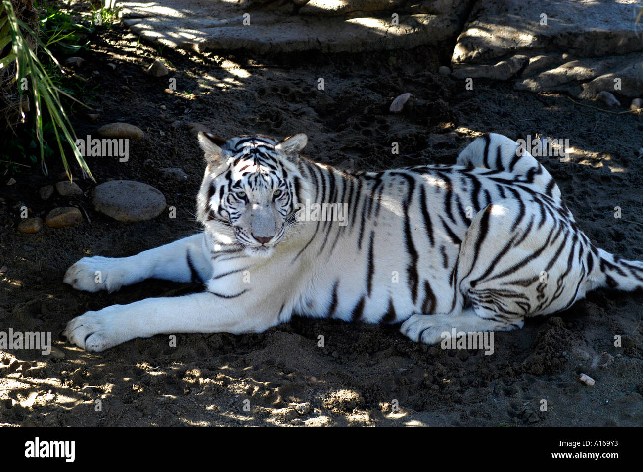 Weißer Tiger Südafrika Afrika Kenia Tansania Stockfoto