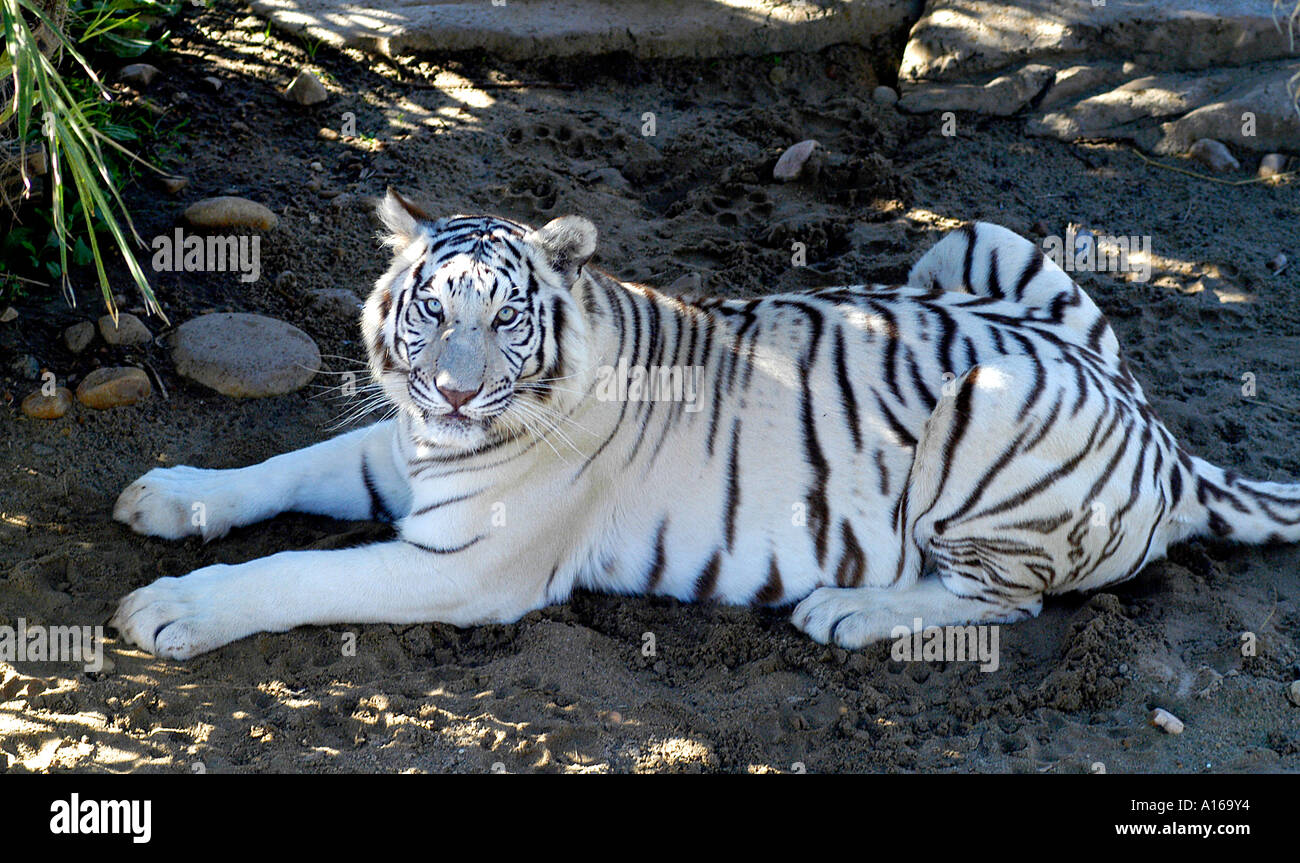afrikanisch Spannbettlaken Brüllender Tiger Wildlife