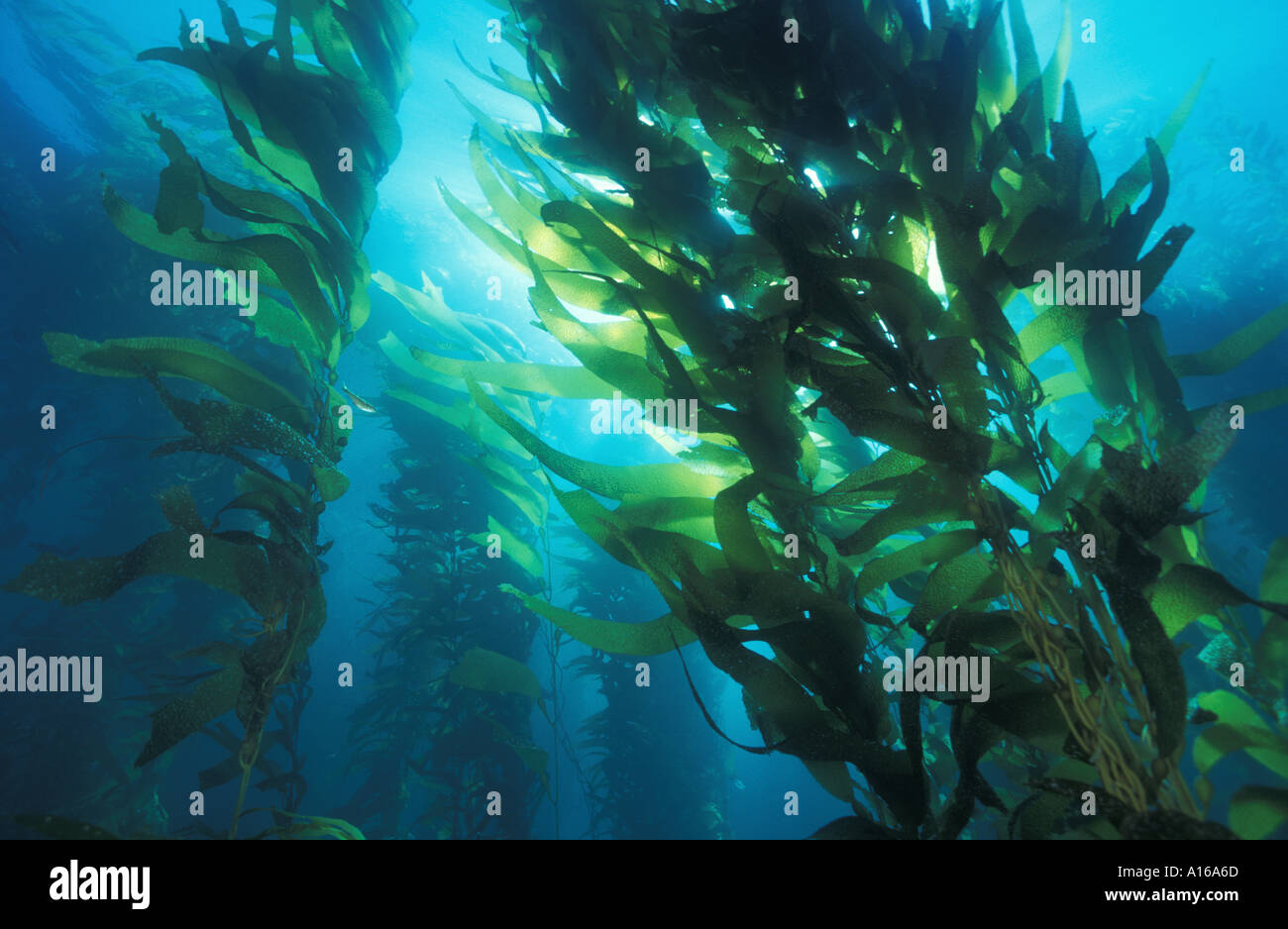 ld4120. Giant Kelp, Macrocystis Pyrifera. California USA Pazifik. Foto Copyright Brandon Cole Stockfoto