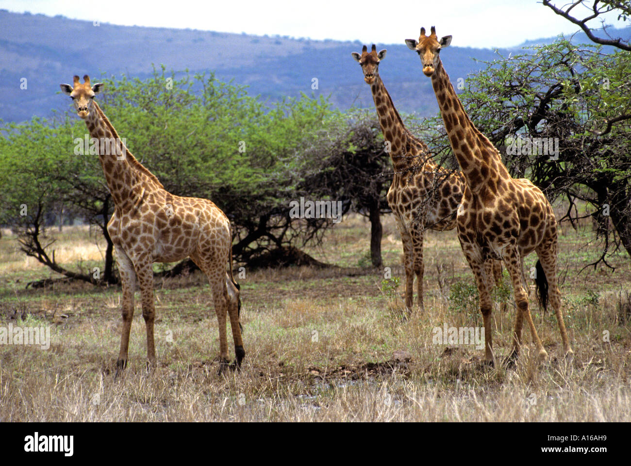 Afrikanischen Südafrika Safari wilde Giraffe Giraffen Stockfoto