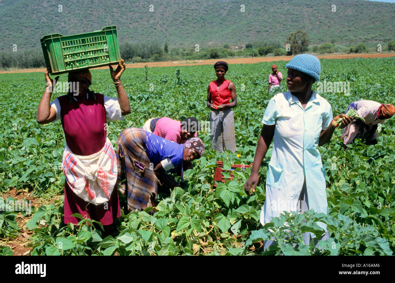 Schwarze Frau Südafrika afrikanischen Farm arbeiten Stockfoto