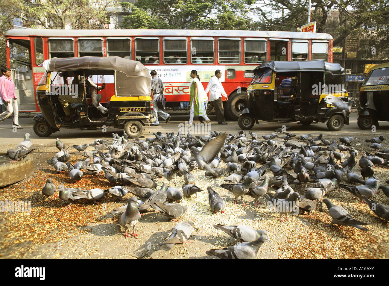 Indische Straße mit Vögel Tauben Dreiradwagen taxi Linienbus Stockfoto