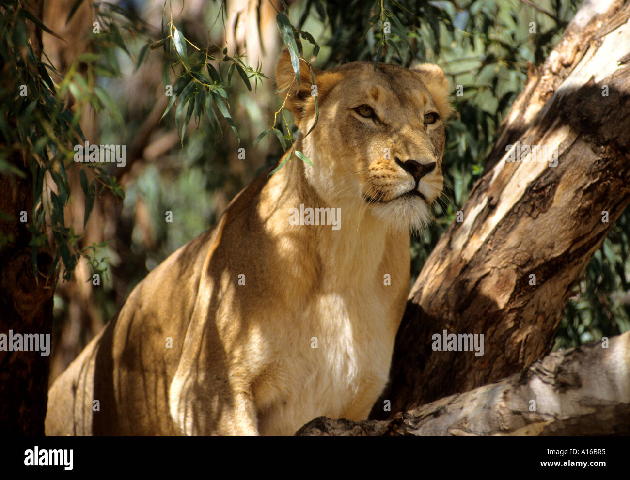 Lion Südafrika Kruger Park Baum Augen Stockfoto