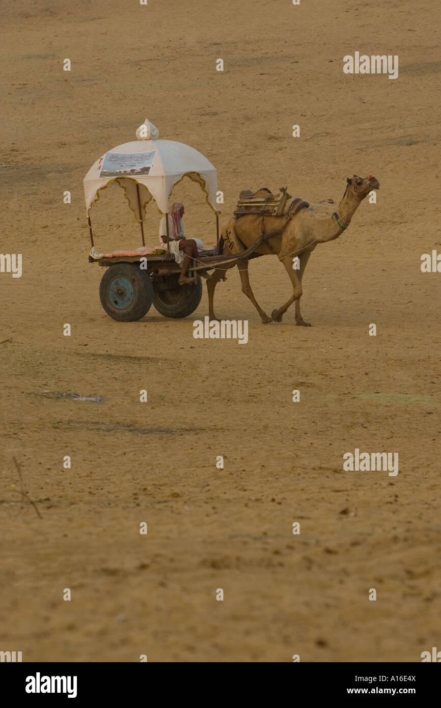 Kamel in der Wüste Thar, Rajasthan - Indien Stockfoto