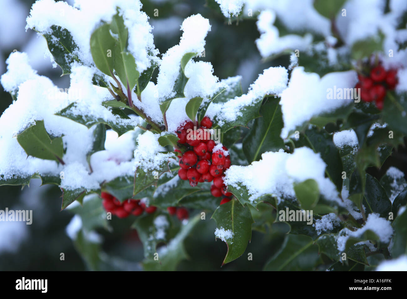 Schnee auf Stechpalme Bush Stockfoto