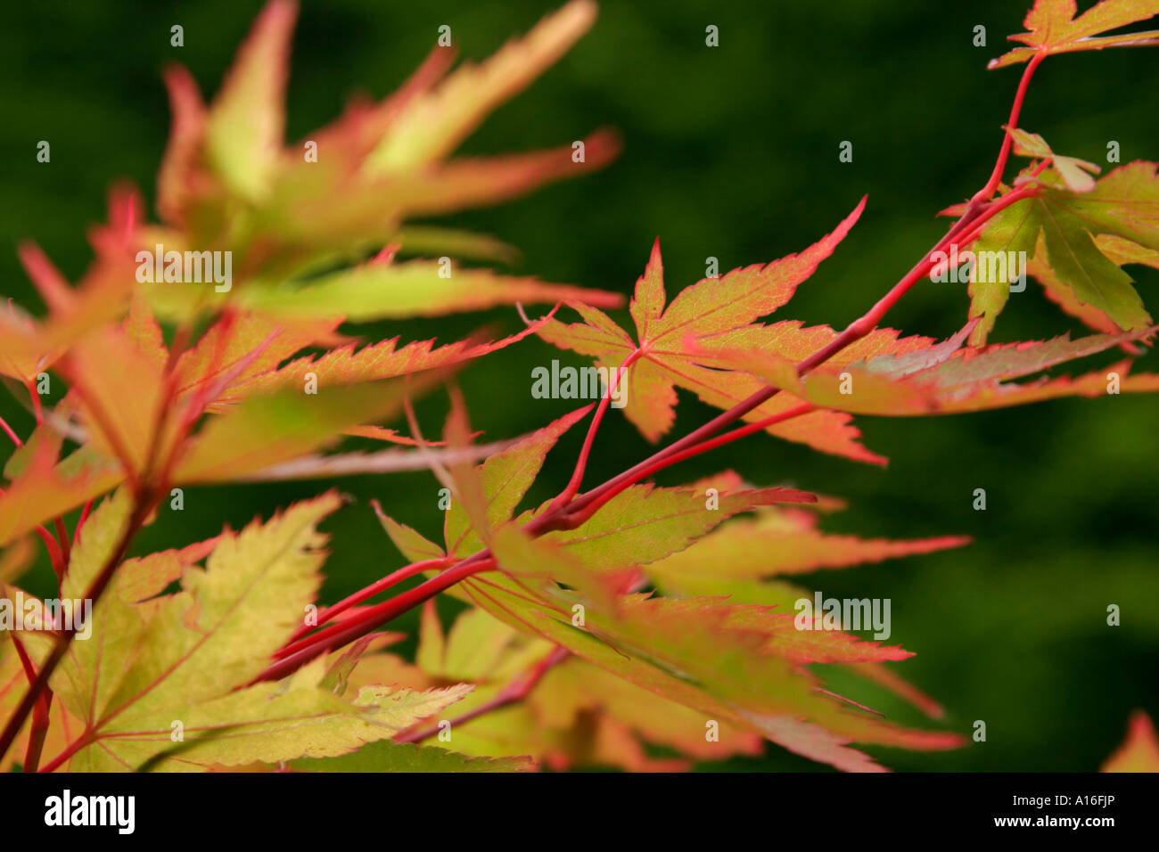 Blätter der Coral bellen japanischer Ahorn Acer Palmatum Sango Kaku Stockfoto